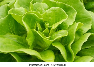 butterhead lettuce hydroponics