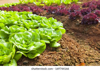 Butterhead Lettuce, Organic Garden