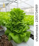 butterhead lettuce rz hydroponics lowland nft system 6 m asl