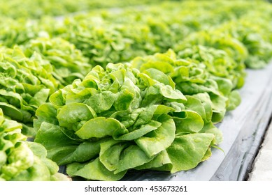 Butterhead Lettuce salad plant, hydroponic vegetable leaves