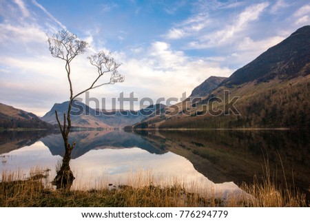 Buttermere tree and calm reflections looking at Fleetwith Pike on the shores of Buttermere in the English Lake District, Cumbria. 