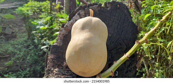 Butternut On The Tree In Forest With Organic System