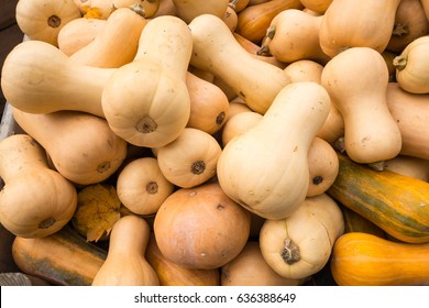 Butternut Squash