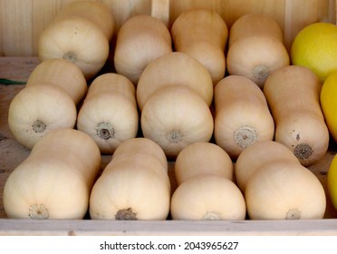 Butternut Squash Farm Fresh At Roadside Produce Stand