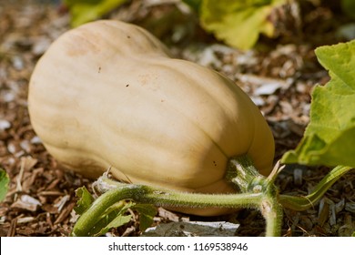 Butternut Squash Growing In The Field