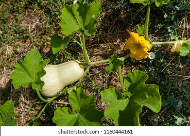 A butternut squash growing in a field with a blossom also attach