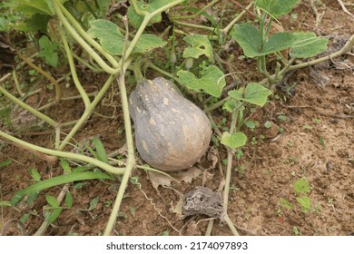 Butternut Squash Growing In Garden. 