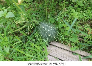 Butternut Squash Growing In Garden. 