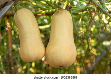 Butternut Squash Growing In Garden. Organic Vegetable Farm.
