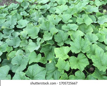 Butternut Squash Growing In A Home Garden.￼