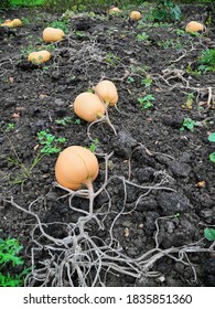 Butternut Squash Growing In October 