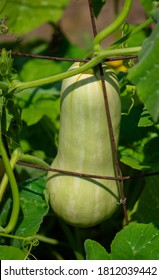 Butternut Squash Growing On A Garden Trellis