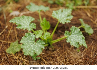 Butternut Squash Is Growing On Straw Ground