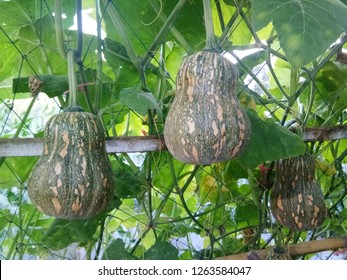 Butternut Squash Growing On Tree In The Garden