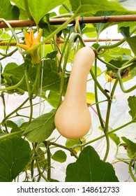 Butternut Squash Growing On Vine