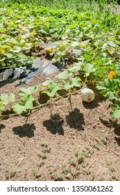 A Butternut Squash Grows In The Full Sun Of The Garden.