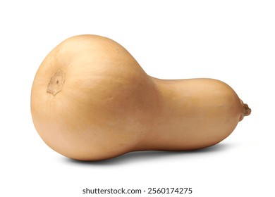 butternut squash isolated white background, pear shaped with bulbous bottom nutritious vegetable with beige skin, side view with shadows - Powered by Shutterstock