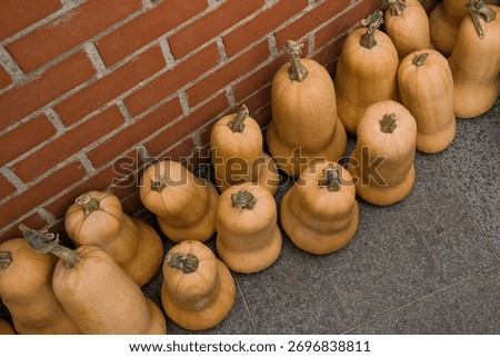  Butternut squash lined up in front of a wall - Cucurbita moschata. 