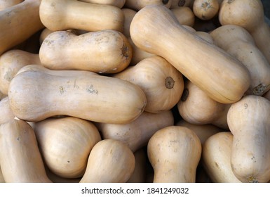 Butternut Squash Pile In Farm In Harvest Season              