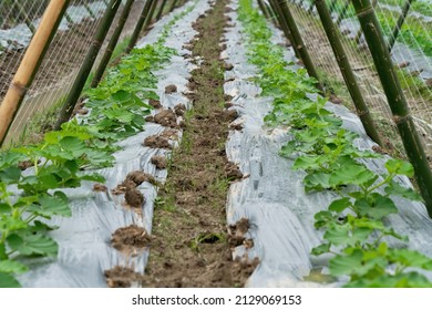 Butternut Squash Plant Or Cucurbita Moschata Plant, Planting In Farm Land, A Species Originating In Either Central America Or Northern South America