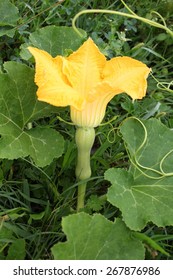 Butternut Squash Plant With Flower Growing In Garden