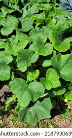 Butternut Squash Plant Large Leaves