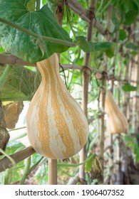 Butternut Squash Pumpkin Hanging On Tree In Greenhouse