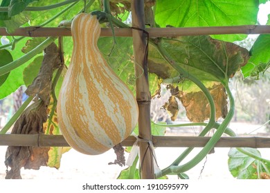 Butternut Squash Pumpkin Hanging On Tree In Greenhouse