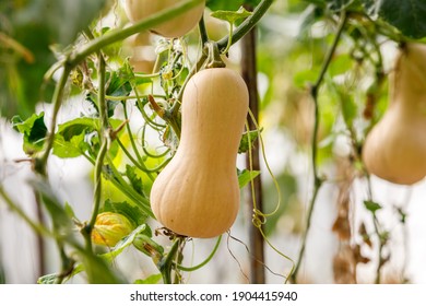 Butternut Squash Pumpkin Planted  There Are Green Leaves In The Farm.