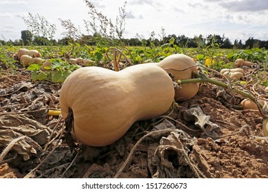 Butternut Squash Pumpkins On The Farm Field