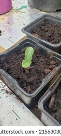 Butternut Squash Seedling Growing In Pot