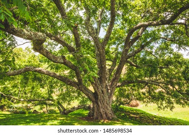 Butternut Tree On A Sunny Day In The North Carolina Mountains. 