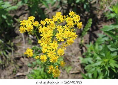 Butterweed At Midewin National Tallgrass Prairie In Wilmington, Illinois