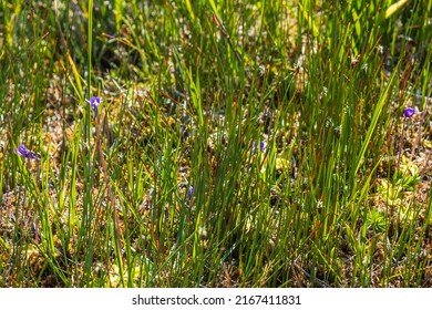 Butterwort Flowers On A Wet Meadow