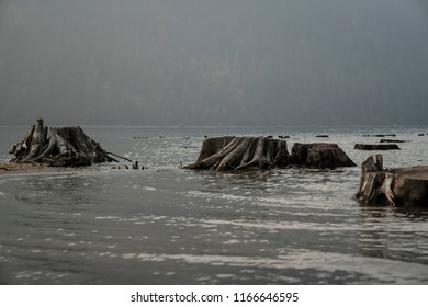 Buttle Lake Stumps
