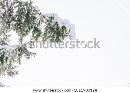 Buttom view alpine tree in forest with white snow cover on green leaves and branch with background white sky, beautiful nature in winter season,