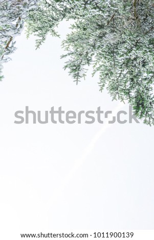 Buttom view alpine tree in forest with white snow cover on green leaves and branch with background white sky, beautiful nature in winter season, 
