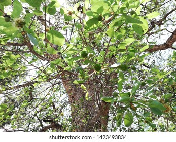 Button Bush Tree Cephalanthus Tetrandra Tree Stock Photo (Edit Now ...