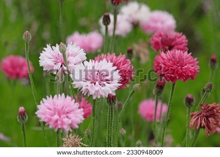 BachelorÕs button cornflower in flower. 