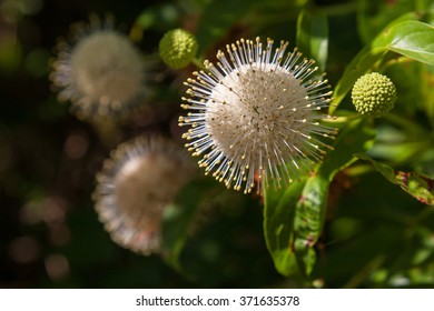 Buttonbush, Cephalanthus Occidentalis