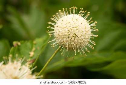  Buttonbush is native to an upland wetland habitat and common around lakes and ponds