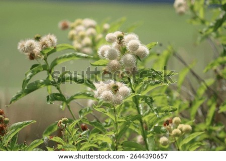 Buttonbush with three bees pollinating them