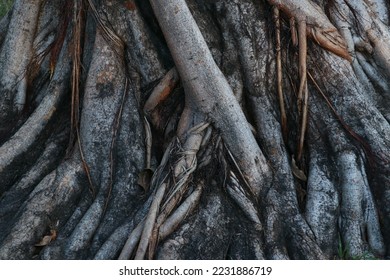 buttress root of big tree background - Shutterstock ID 2231886719