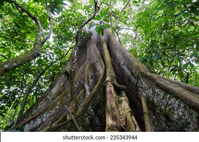 Buttress Roots In The Rain Forest, Cameroon, Outdoor Shot