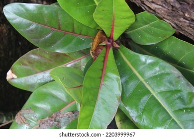 Butun Or Keben Is A Type Of Tree That Grows On The Beaches Of The Tropics, In The Indian Ocean, The Malesia Region, To The Islands In The Western Pacific.  Another Name Is Sea Urchin