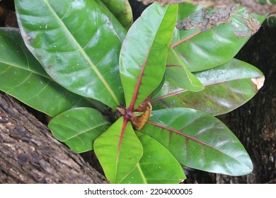 Butun Or Keben Is A Type Of Tree That Grows On The Beaches Of The Tropics, In The Indian Ocean, The Malesia Region, To The Islands In The Western Pacific.  Another Name Is Sea Urchin