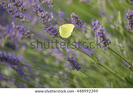 Similar – Lemon butterfly on flowering lavender