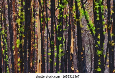 Buxton, NSW/Australia Feb 21 2020: Regeneration After Green Wattle Creek Bushfire