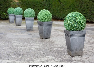 Buxus boxwood topiary in pots in a garden in UK