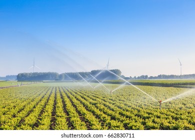 Buxus plants in diagonal lines and  watering with spray installation on nursery in Boskoop Netherlands - Shutterstock ID 662830711